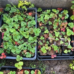 [11/23取引限定]無農薬　いちご苗　202511211の画像