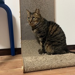 キジトラ男の子×2