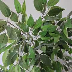 IKEA フェイカ フェイクグリーンの画像