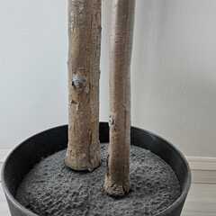 IKEA フェイカ フェイクグリーンの画像