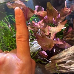 ニムファ　水草の画像