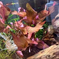 ニムファ　水草の画像