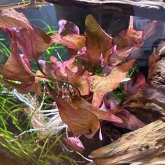 ニムファ　水草の画像