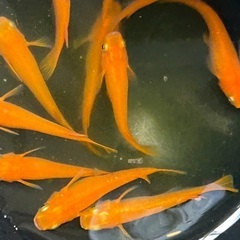 格安❗️紅帝メダカ　若魚10匹セット　大好評‼️受付終了🙇‍♂️の画像