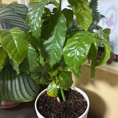 コーヒーの木の画像