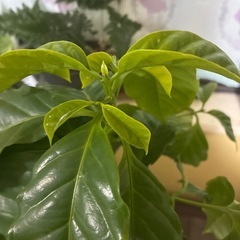 コーヒーの木の画像