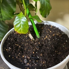 コーヒーの木の画像