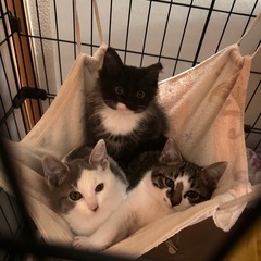 2か月の子猫3匹