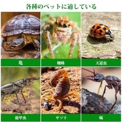 爬虫類　昆虫飼育ケース ❤️透明 両生類 レプタイルボックス 飼育ボックス 新品の画像