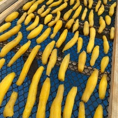 さつまいも　紅はるか　形不揃い　20キロ　農家直送の画像