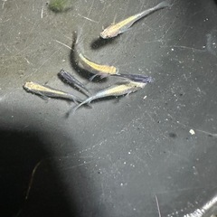 メダカ 差し上げます。古龍系黒幹之ロゼ 2ペア なくなり次第終了ですの画像