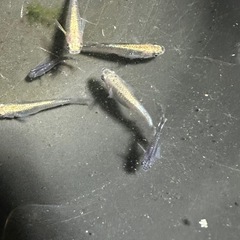 メダカ 差し上げます。古龍系黒幹之ロゼ 2ペア なくなり次第終了ですの画像