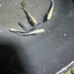 メダカ 差し上げます。古龍系黒幹之ロゼ 2ペア なくなり次第終了ですの画像