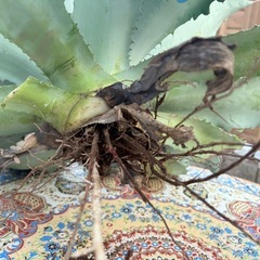 巨大アガベ　2株　抜き苗の画像