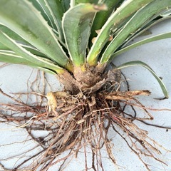 巨大アガベ　2株　抜き苗の画像