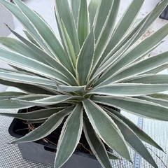 巨大アガベ　2株　抜き苗の画像