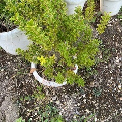 ヒイラギなどの植木
の画像