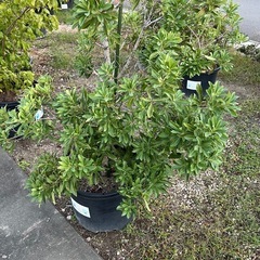 ヒイラギなどの植木
の画像