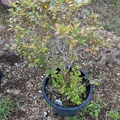 ヒイラギなどの植木
の画像