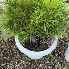 ヒイラギなどの植木
の画像