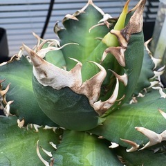 アガベ　チタノタ　レッドキャットウィーズル　赤猫の画像