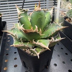 アガベ　チタノタ　レッドキャットウィーズル　赤猫の画像