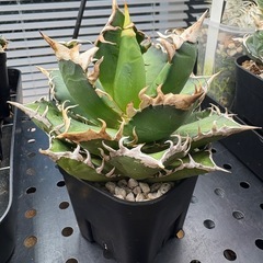 アガベ　チタノタ　レッドキャットウィーズル　赤猫の画像