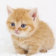 メンタルDiscordサーバーへようこそ！！