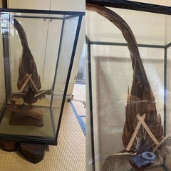 錦鶏鳥　剥製　とても綺麗な色で可愛いらしい顔をしていますの画像