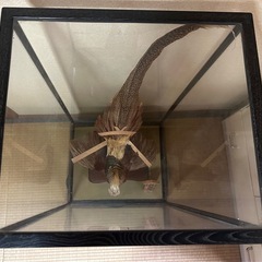 錦鶏鳥　剥製　とても綺麗な色で可愛いらしい顔をしていますの画像