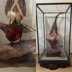 錦鶏鳥　剥製　とても綺麗な色で可愛いらしい顔をしていますの画像