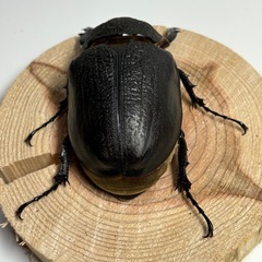 ①アクティオンゾウカブト（レックスゾウカブト）ペアの画像