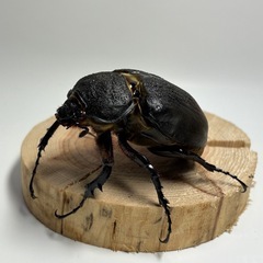 ①アクティオンゾウカブト（レックスゾウカブト）ペアの画像