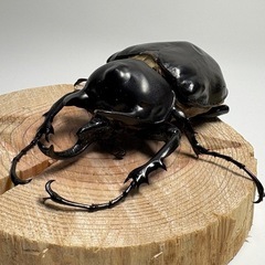 ①アクティオンゾウカブト（レックスゾウカブト）ペアの画像