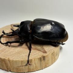 ①アクティオンゾウカブト（レックスゾウカブト）ペアの画像