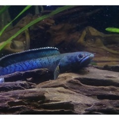 スネークヘッド探しています！