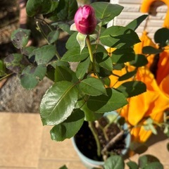 バラ　しのぶれどの画像