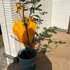 バラ　しのぶれどの画像