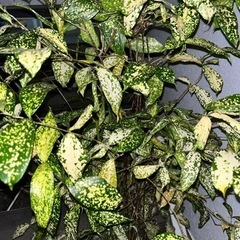 ヘンヨウボク 130㎝　の画像