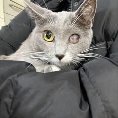 グレちゃん🐱里親募集中‼️