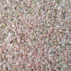 くず米　信州立科産令和7年コシヒカリ　ハゼかけ米のくず米80Kgの画像