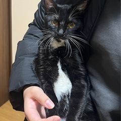 ミミちゃん🐱里親募集中‼️