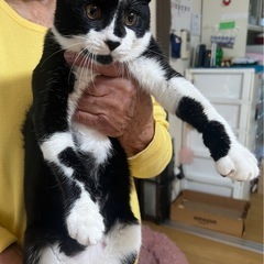 トムくん🐱里親募集中‼️
