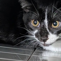 ハナちゃん🐱里親募集中‼️