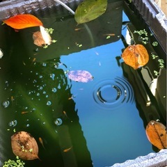 メダカ愛してる⁈🍂柿の葉🍃７０枚.安眠安らぎ抗菌効果《葉》No 14の画像