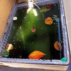 メダカ愛してる⁈🍂柿の葉🍃７０枚.安眠安らぎ抗菌効果《葉》No 14の画像