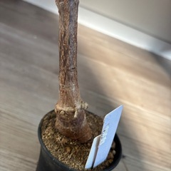 クッソニア　スファエロセファラ　観葉植物　塊根植物　多肉植物　ビザールプランツ　レアプランツ　ガーデニング　植物　グリーン　趣味　盆栽　葉　花　庭　草　インテリア　おしゃれ　飾り　園芸　の画像