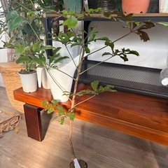 クッソニア　スファエロセファラ　観葉植物　塊根植物　多肉植物　ビザールプランツ　レアプランツ　ガーデニング　植物　グリーン　趣味　盆栽　葉　花　庭　草　インテリア　おしゃれ　飾り　園芸　の画像