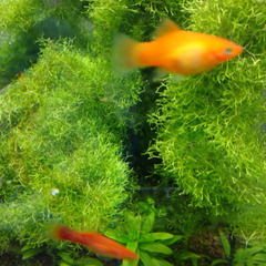 水草　リシア　No.109の画像