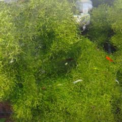 水草　リシア　No.109の画像